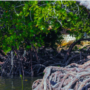 케냐 맹그로브 (Mangroves)의 신비를 탐험해 보세요!