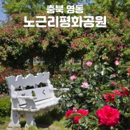 충북 영동 장미명소 노근리평화공원 실시간 개화 (ft. 추풍령급수탑공원)