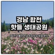 경남 합천 5월 가볼만한 곳 작약 명소 핫들 생태공원과 신소양체육공원