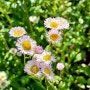 봄망초 개망초 (꽃말) 차이