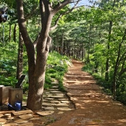서울 맨발걷기 매봉산 황톳길 맨발로 걷기 좋은 길 응봉친화숲길