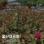 2024 울산대공원 장미축제