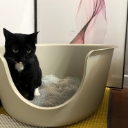 고양이 화장실모래 정착하게 될 마마캣 마마샌드
