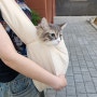 고양이 이동가방 부투펫 까꿍백 고양이슬링백