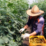 [화천e경제] 화천산 ‘검은 보석’ 흑토마토 출하 개시