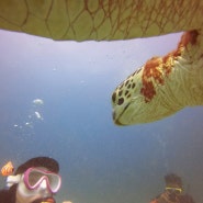 [팔라완] 4-3_엘 니도, El Dive 환상적인 스쿠버 다이빙 + 풀 뜯어 먹던 거북이랑 아이컨택!