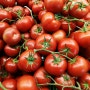 아침공복 토마토 효능 먹는법에 대해 알아보자