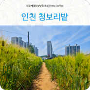 서울근교 나들이 장소 선학역 근처 인천 청보리밭