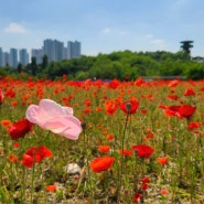 5월꽃구경 양귀비꽃 축제 경기도에서 즐겨봄