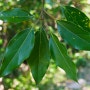 참식나무 잎 모양
