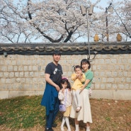 봄 경주여행 1 : 대릉원 벚꽃축제, 베이글베이글러, 헤리티지 유와 🌸