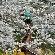 일본 벚꽃여행, 센다이 여행 / 센다이 벚꽃 명소🌸 츠츠지가오카 공원, 오오가와라 히토메 센본자쿠라, 후나오카 성터 공원, 미카미네 공원, 마츠시마 벚꽃