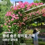 대현산 장미원, 서울 장미 명소 가는 법 개화 그리고 축제