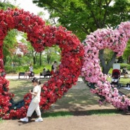 [3년 전 오늘] 곡성 세계장미축제 섬진강기차마을 꽃향기 가득한 장미공원 장미꽃들의 향연