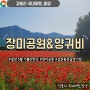 경남5월가볼만한곳 밀양여행 장미공원 장미축제, 꽃양귀비 실시간 개화상황