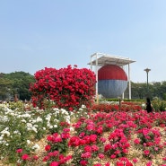 올림픽공원 장미축제 장미광장 들꽃마루 개화상황