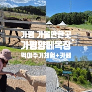 가평양떼목장 가볼만한곳 먹이주기 체험 서울근교 당일치기 여행