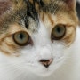 고양이 눈 눈동자 눈색 고양이 동공 크기 변화