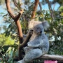 [호주] 시드니 동물원은 이곳 강추! | 페더데일 동물원에서 코알라와 사진 찍기 | 캥거루, 왈라비, 쿼카도 있어요🐨 | 주차, 입장권, 방문 후기까지!