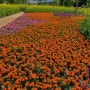 구리한강공원 유채꽃축제