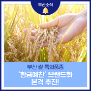 부산 쌀 ‘황금예찬’ 브랜드화 본격 추진!