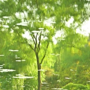 초록빛 반영 - 오월의 연못 풍경