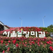 [서울] 5월 꽃구경 가볼만한 곳, 나들이 가기 좋은 중랑 서울 장미 축제 꿀팁&개화 상황