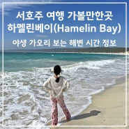 서호주 여행 가볼만한곳 하멜린 베이(Hamelin Bay) 가오리(Ray) 볼수 있는 해변 시간 정보