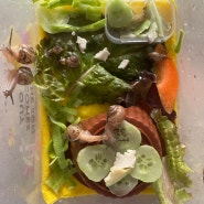 달팽이 키우기 2주째 : 잘 먹는 달팽이 먹이 소개(상추, 두부, 당근, 오이, 토마토, 수박, 딸기 등)