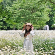 함안 악양생태공원 샤스타데이지&금계국 꽃밭 실시간 개화상황 5월 꽃구경