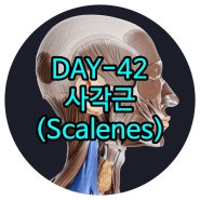 삼송재활 목통증 목자세불균형과 상관관계 있는 사각근(목갈비근, Scalenes) 일산체형교정