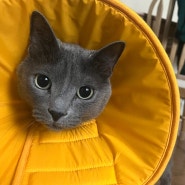 [24] 고양이 기록 : 넥카라를 한 하울