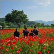 5월 경남 밀양 여행 가볼만한곳 밀양 장미공원 양귀비꽃밭