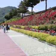 단양군 남한강변 1.2km 붉은 장미꽃 만개
