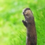 [한국 동물] 수달의 봄 / The spring of an otter