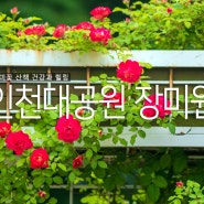 인천여행 인천대공원 주차 및 장미꽃 개화상태