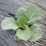 양배추 재배 방법, 모종 심는시기 (미니양배추 방울양배추 키우기)