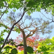 곤지암, 화담숲 - 5월의 '화담숲'은 여왕보다 더 아름답게 빛나네요.