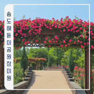 인천 6월 가볼만한곳 송도 해돋이공원 장미원 실시간 개화