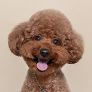 청주 사진관 애플주니스튜디오에서 강아지 증멍사진 찍기