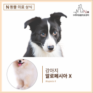 [평택동물병원] 강아지 알로페시아X 증후군에 대하여 [엔케어동물의료센터]