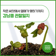 [담스러운 도감] 식물의 한살이: 강낭콩 씨앗부터 잎, 줄기까지 관찰일지 써보기