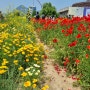 서울꽃구경하기좋은곳 & 송현녹지광장 &삼청동,북촌 포토트레킹