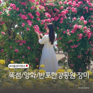 서울 한강공원 장미 5월 꽃구경 개화상태 주차 (뚝섬/양화/반포한강공원)