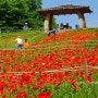 올림픽공원 장미꽃 보고 들꽃마루 양귀비 유채꽃 나들이