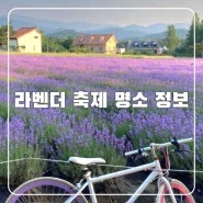 6월 여행 추천 전국 라벤더 축제 명소 고성하늬팜 정읍허브원 고창청농원