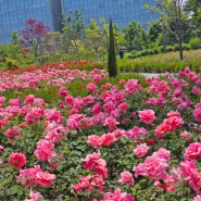 서울식물원 햇살정원에 장미꽃 활짝
