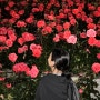 5월의 넷째주,(도파밍, 청라호수공원 장미가든, 유토피아추모관)