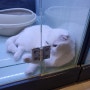 고양이입양 도그마루송파점 스코티쉬 폴드 유전병 파양묘
