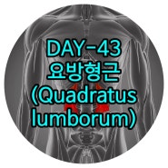 화정재활 DAY-43 요방형근(허리네모근, Quadratus lumborum) 일산체형교정